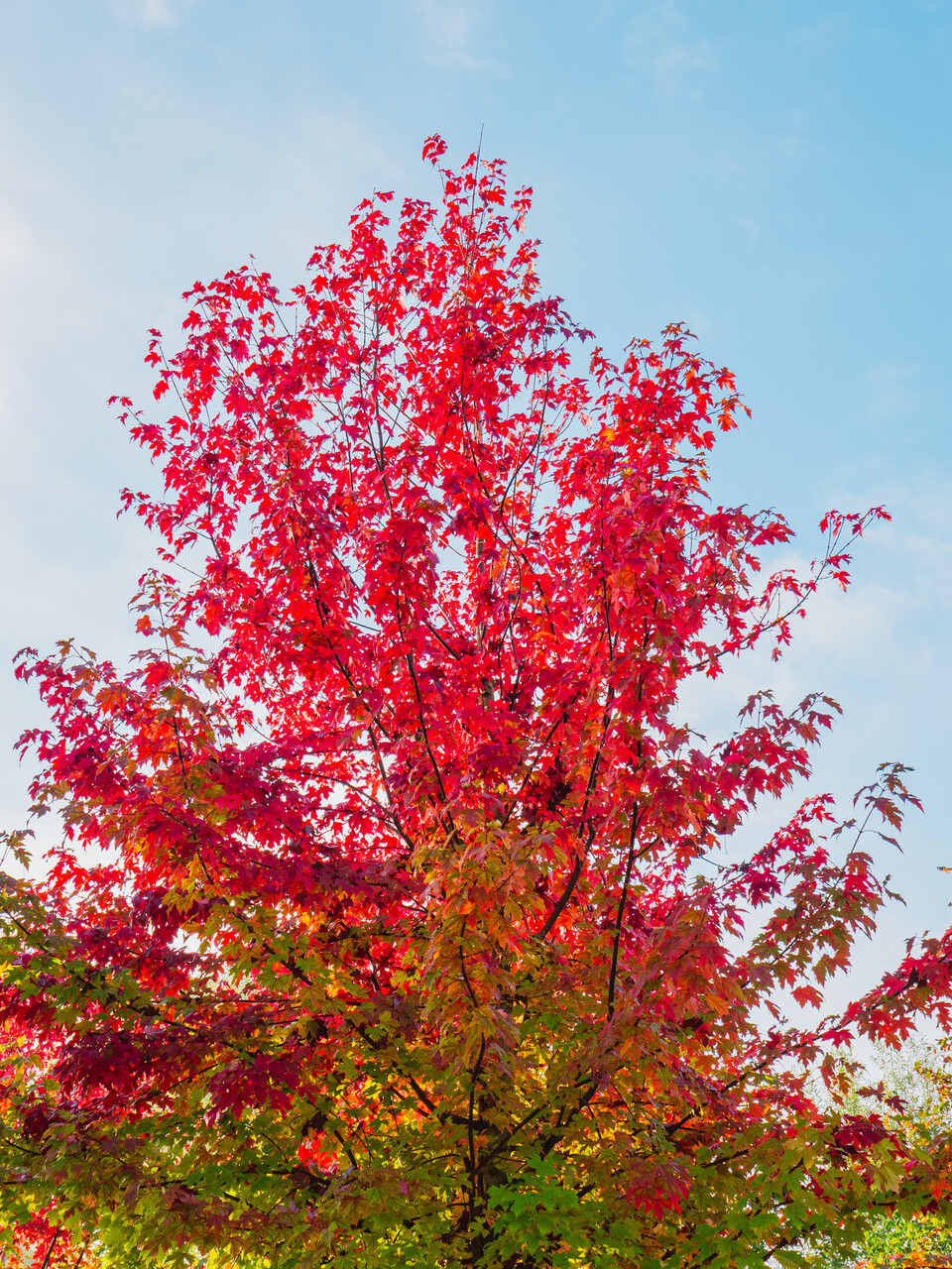 Acer ×freemanii AUTUMN BLAZE ('Jeffersred') | Acer ×freemanii